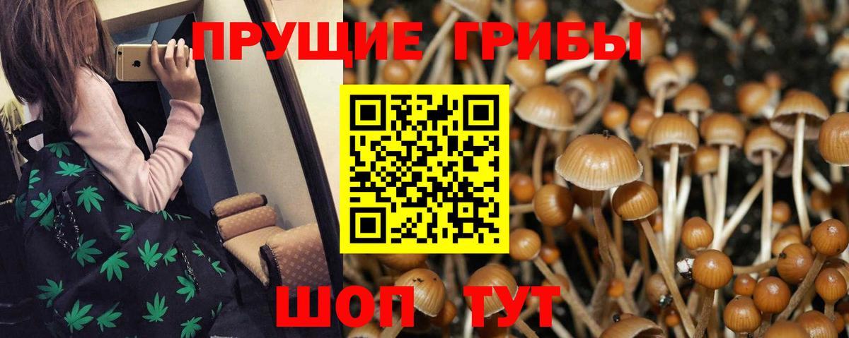 где купить наркоту  Вход с VPN  Среднеуральск  Псилоцибиновые грибы Cubensis 